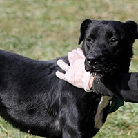 adopt-pet