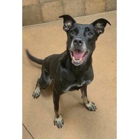 adopt-pet