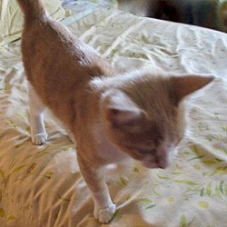 Thumbnail photo of SAMSON-in new home #4