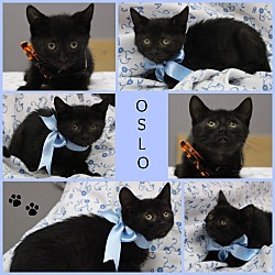 Thumbnail photo of OSLO #3