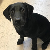 mason county dog pound