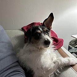 Photo of Buster - JRT