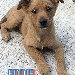 Thumbnail photo of Eddie #1