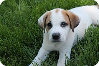 great pyrenees boxer mix breed