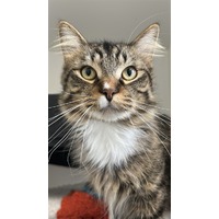 adopt-pet