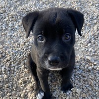 adopt-pet