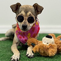 adopt a pet