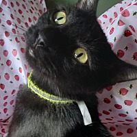 adopt-pet