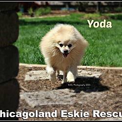 Thumbnail photo of Yoda #2