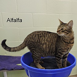 Thumbnail photo of Alfalfa #3