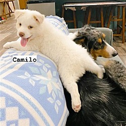Thumbnail photo of Camilo #3