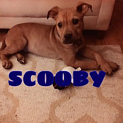Photo of Jax (Scooby)