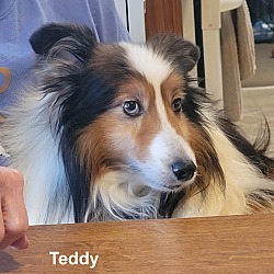 Photo of Teddy (Adoption Pending)
