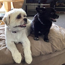 Photo of Benji and Fifi