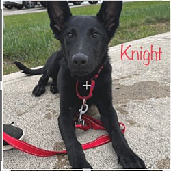 Photo of Knight
