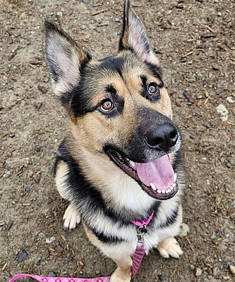 Silverdale, WA - German Shepherd Dog. Meet Atlas a Pet for Adoption ...