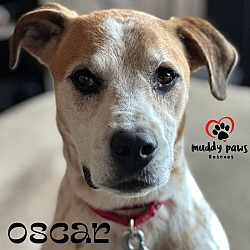 Thumbnail photo of Oscar #3