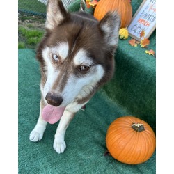 Thumbnail photo of Nala the Husky #2