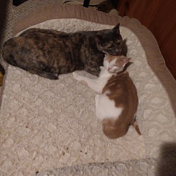 bonded pet photo