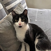 adopt a pet