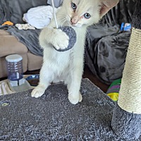 adopt a pet