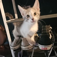 adopt a pet