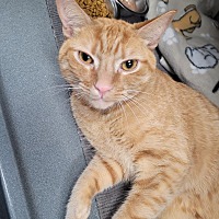 adopt a pet