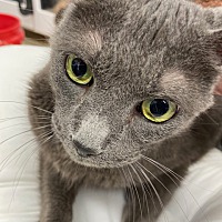 adopt-pet