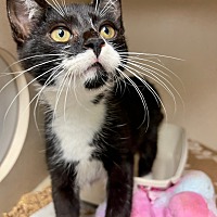 adopt a pet