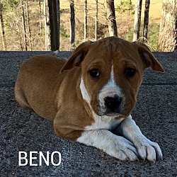 Photo of BENO