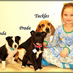 Thumbnail photo of Tuckles~adopted! #2
