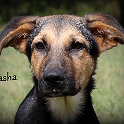 Thumbnail photo of Kasha ~adopted! #1