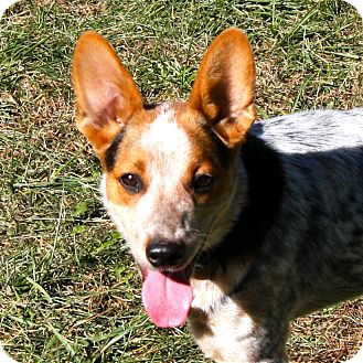 corgi and cattle dog mix