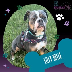 Photo of Lilly Belle