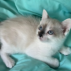 Thumbnail photo of Sully (Siamese) baby #3