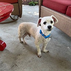 Photo of LITTLE CHAP - Calm sweet boy