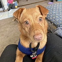 adopt a pet