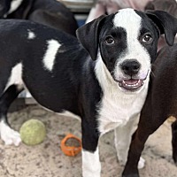 adopt a pet