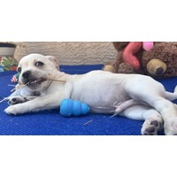 adopt-pet