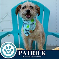 adopt a pet