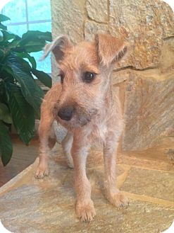 miniature irish terrier