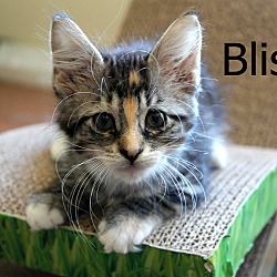 Thumbnail photo of Bliss #3