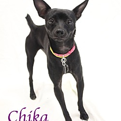Thumbnail photo of Chika #1