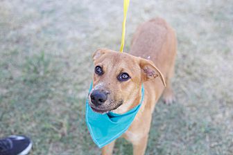 petsmart hookworm medicine