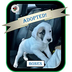 Thumbnail photo of Bones - ADOPTED!!! #1