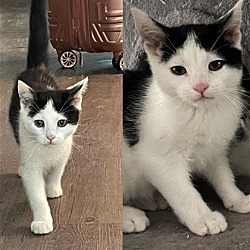Thumbnail photo of Oreo #2