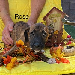 Photo of Rose-Red