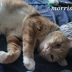 Thumbnail photo of Morris #4