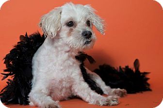 lhasa apso rescue dfw