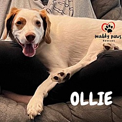 Thumbnail photo of Oliver "Ollie" (Courtesy Post) #2
